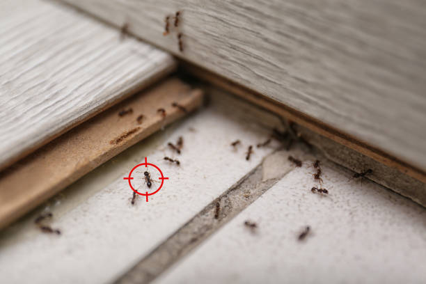 Flea Control Services in Rossford, OH