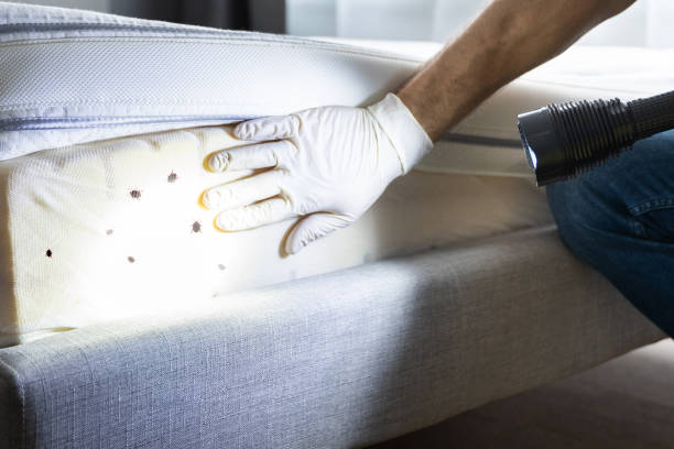 Best Bed Bug Extermination  in Rossford, OH